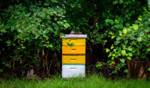 HOA beekeeping restriction